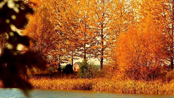 秋天的树是橙色的