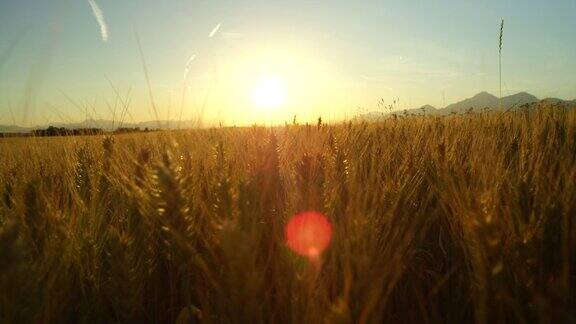 近距离观察令人惊叹的黄色麦田在托斯卡纳田园诗风景在日出