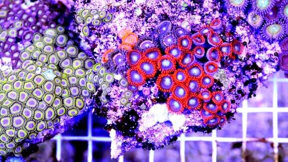 石珊瑚