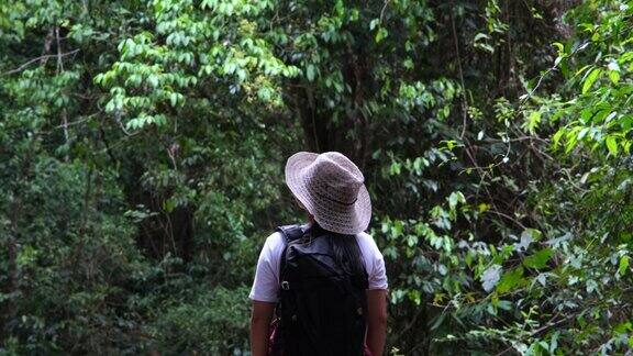 年轻女游客背包徒步在秋天的森林后视图积极健康的生活方式