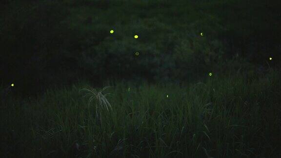 萤火虫在夜间在森林河流上方发光的广角镜头