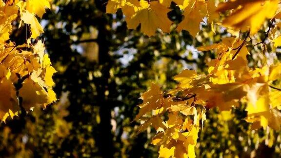 秋天黄色的背景