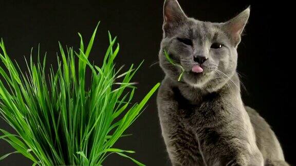 快乐的猫吃新鲜的绿草在灰色的背景