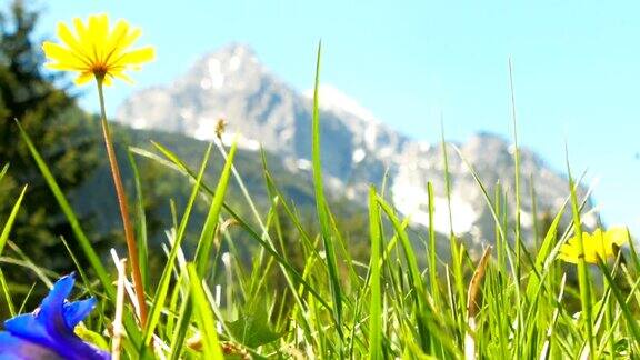 鲜花草地与风景如画的阿尔卑斯山