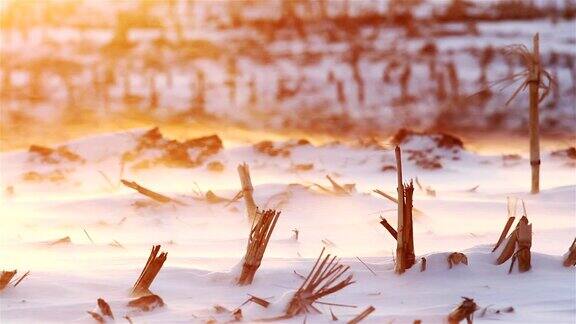 冬季景观自然美景:日落时冰冻的田野