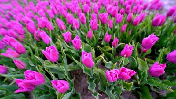 春天的荷兰美丽的郁金香田是一种神奇的景观盛开的五彩缤纷的荷兰郁金香田在荷兰景观荷兰旅行和度假