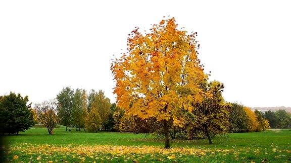 彩色的枫叶飘落下来美丽的秋天景色