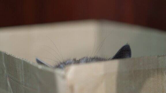 盒子里有张有趣的猫脸灰色的家猫躲在纸板箱里