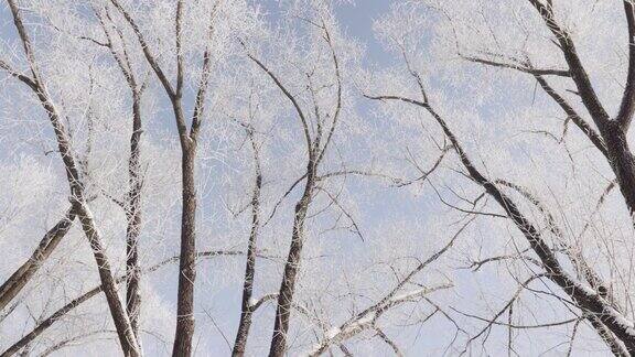 树枝在白霜的衬托下