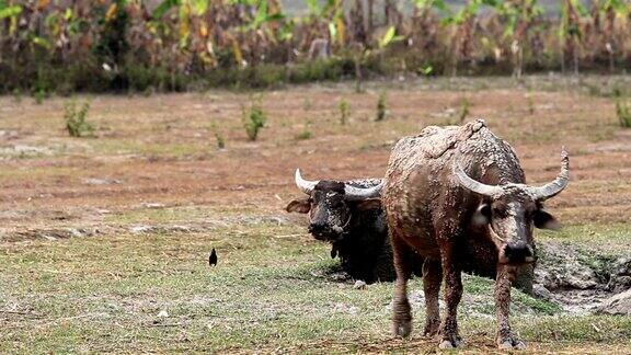 在草地上行走的东南亚水牛