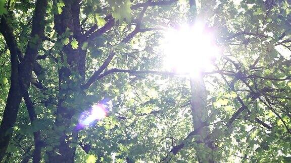 耀眼的阳光透过树冠