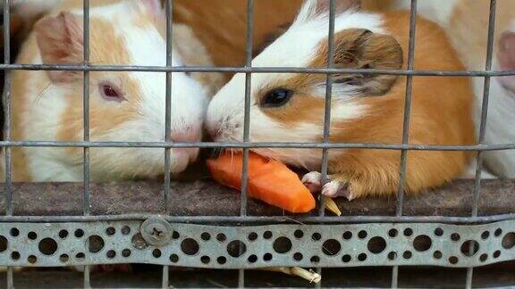 豚鼠在笼子里玩耍吃胡萝卜动物园里的豚鼠