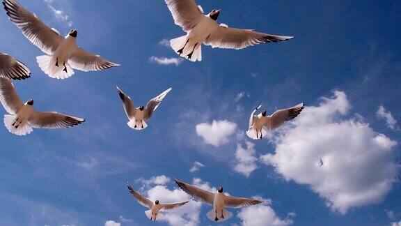 白海鸥飞过头顶