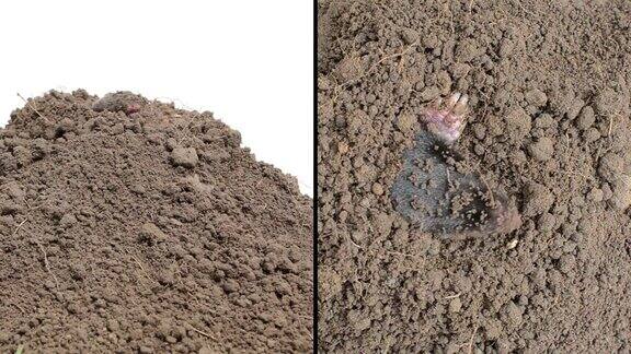 小鼹鼠从土堆里爬出来
