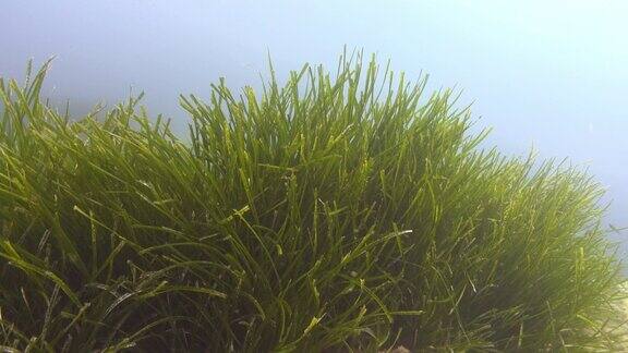 水下自然-海底绿色波西多尼亚海藻