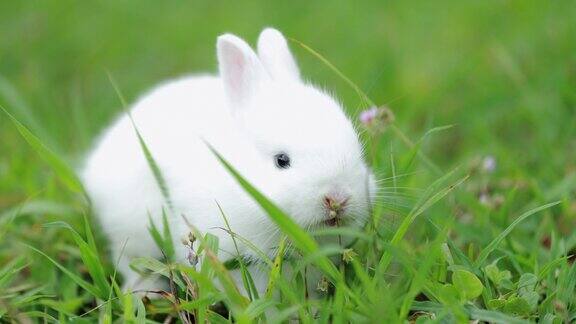 小兔子吃着新鲜的草在草地上玩耍