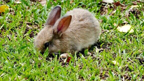 兔子吃着草跑开了