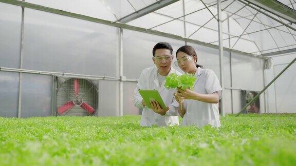 亚洲的女科学家和亚洲的男科学家一起工作检查有机蔬菜的实验结果在一个温室的水培植物