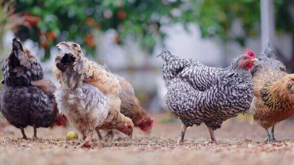 南加州的后院养鸡