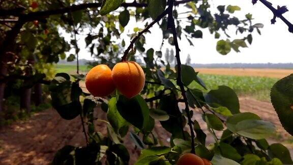 挂在杏树树枝上的果实