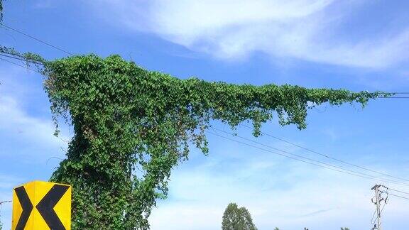 藤蔓生长在电线杆上