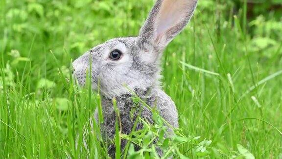灰色的兔子在草地上吃草