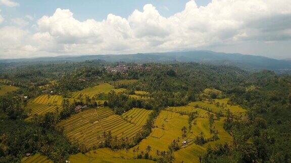 景观与水稻梯田巴厘岛印度尼西亚