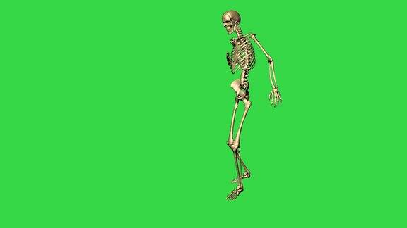 三维动画的骨骼行走伤害-分离在绿色屏幕