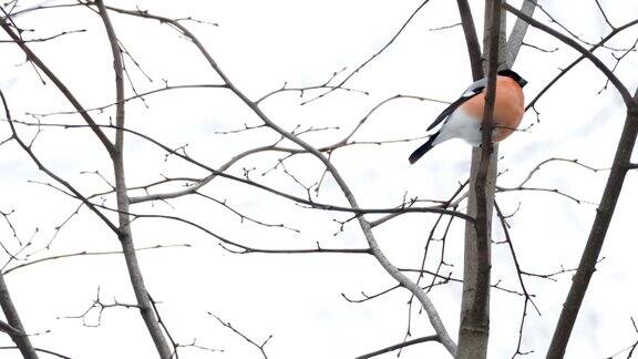 一只公红腹灰雀坐在雪下的树枝上冬天森林里明亮的鸟儿