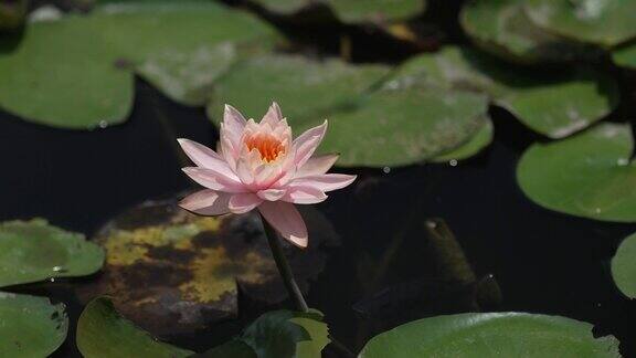 台北植物园的植物、鸟类和花园