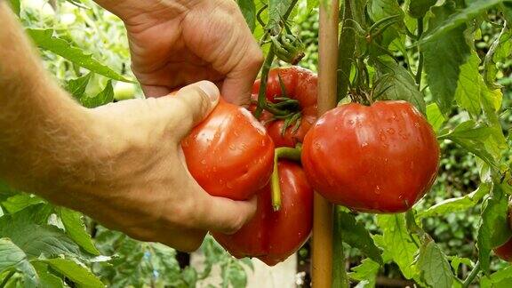HD:手摘番茄