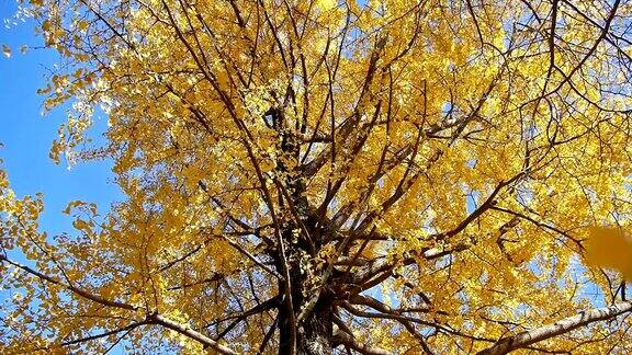 秋黄银杏树