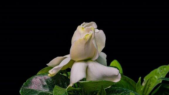 时间的推移美丽的白色栀子花茉莉花盛开在黑色的背景4k的视频情人节母亲节春天节日爱情生日复活节