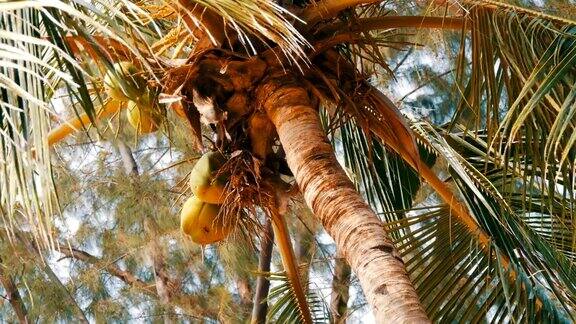海滩上有棵椰子树从下面近距离观察棕榈树上的绿色大椰子