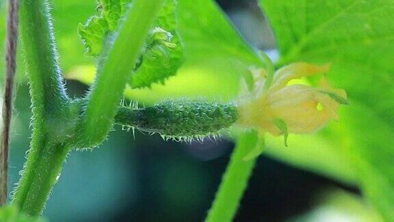 花园里的黄瓜
