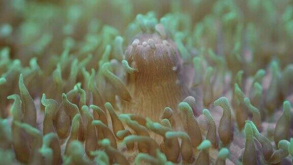 短触须板珊瑚的特写微距1:1水下拍摄