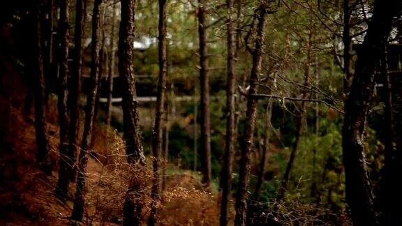 摇晃着相机在松树林中行走