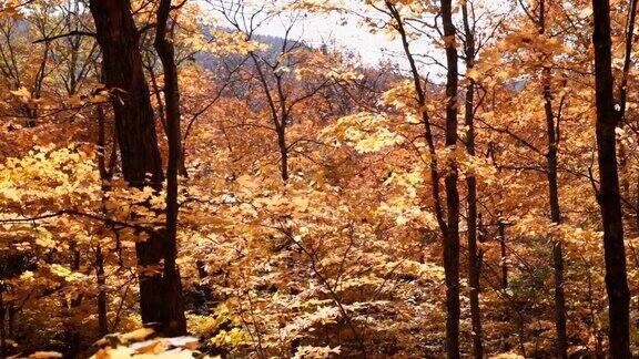 加拿大魁北克省的特伦布兰特山国家公园秋天的北方森林和黄色和橙色的枫叶