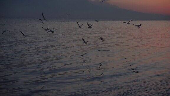 海鸟在海上游泳和飞行慢镜头