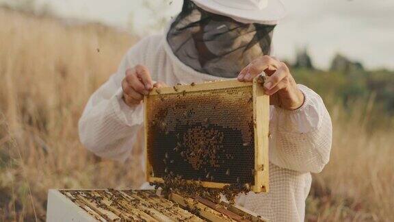 在日落时收获蜂蜜