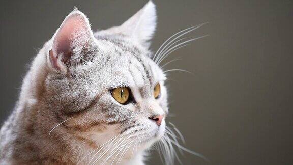 近距离的虎斑可爱的猫与黄色的眼睛