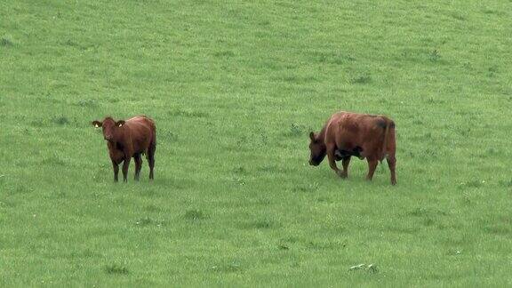 一个明媚的春日下午田里的肉牛