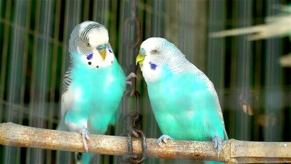 两只蓝色波浪鹦鹉锁在一个笼子里亲吻和调情