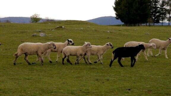 农场牧羊