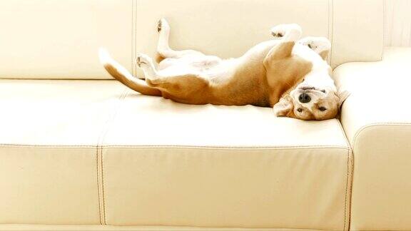小猎犬躺在沙发上当他注意到有人时就用尾巴旋转起来