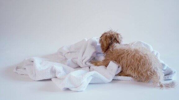 在白色的背景下洗澡后小狗在毛巾上玩耍