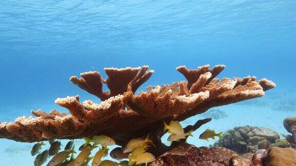 位于加勒比海库拉索岛周围的珊瑚礁中的埃尔克霍恩珊瑚