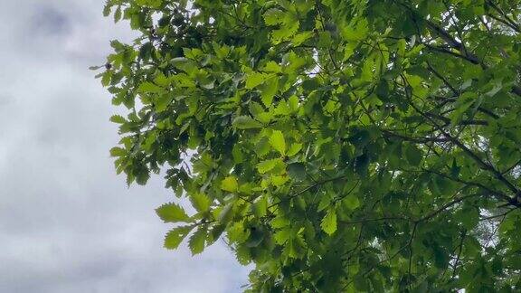 绿叶和树枝在风中摇曳