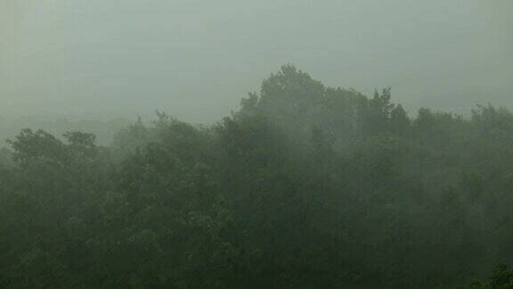 大雨和大风使树木摇晃飓风