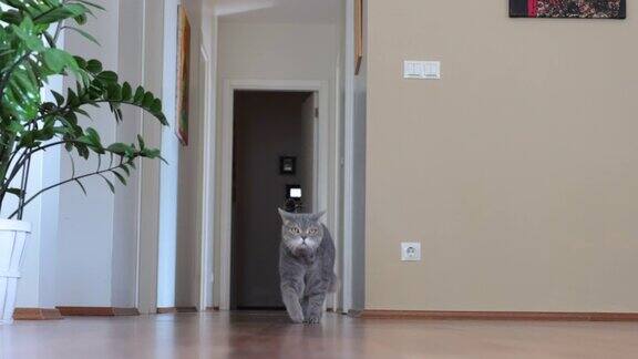 英国短毛猫在房子里慢慢地走来走去